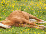 Wie lange darf ein Pferd liegen?