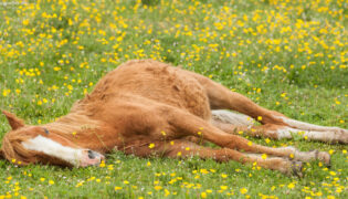 Wie lange darf ein Pferd liegen?