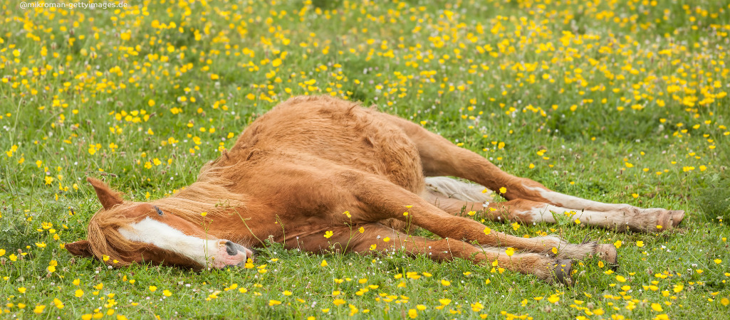 Wie lange darf ein Pferd liegen?