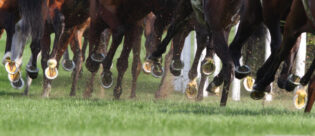 Auf dem Bild ist eine Herde Pferde zu sehen. Alle Pferde gallopieren auf einer Weide. Der Zoom ist auf die Hufen der Pferde ausgerichtet.