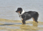 Ein Australian Sheppard steht im Wasser. Im Hochsommer können sich in Seen gefährliche Blaualgen bilden.