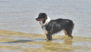 Ein Australian Sheppard steht im Wasser. Im Hochsommer können sich in Seen gefährliche Blaualgen bilden.