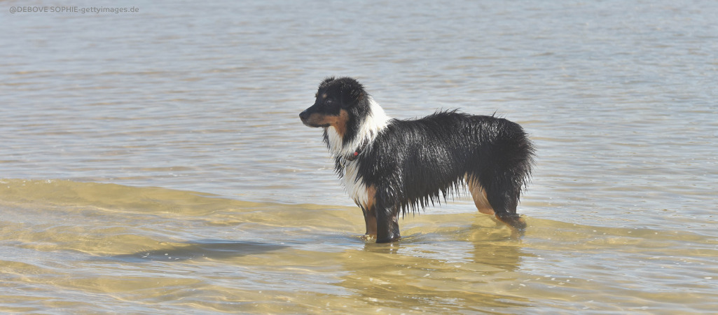 Ein Australian Sheppard steht im Wasser. Im Hochsommer können sich in Seen gefährliche Blaualgen bilden.