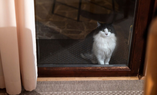 Zugelaufene Katze schaut durch Balkontür rein.