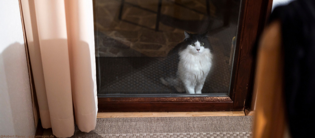 Zugelaufene Katze schaut durch Balkontür rein.