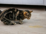 Katze hockt bei einer gelben Pfütze, sie hat in die Wohnung gepinkelt.