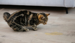 Katze hockt bei einer gelben Pfütze, sie hat in die Wohnung gepinkelt.