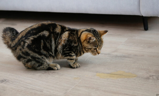 Katze hockt bei einer gelben Pfütze, sie hat in die Wohnung gepinkelt.