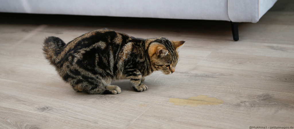 Katze hockt bei einer gelben Pfütze, sie hat in die Wohnung gepinkelt.