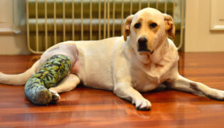 Ein Hund mit Kreuzbandriss liegt auf dem Boden. Sein Bein ist rasiert und er trägt eine Bandage