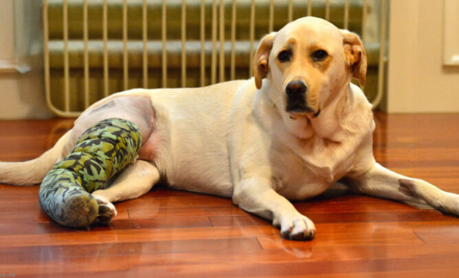 Ein Hund mit Kreuzbandriss liegt auf dem Boden. Sein Bein ist rasiert und er trägt eine Bandage