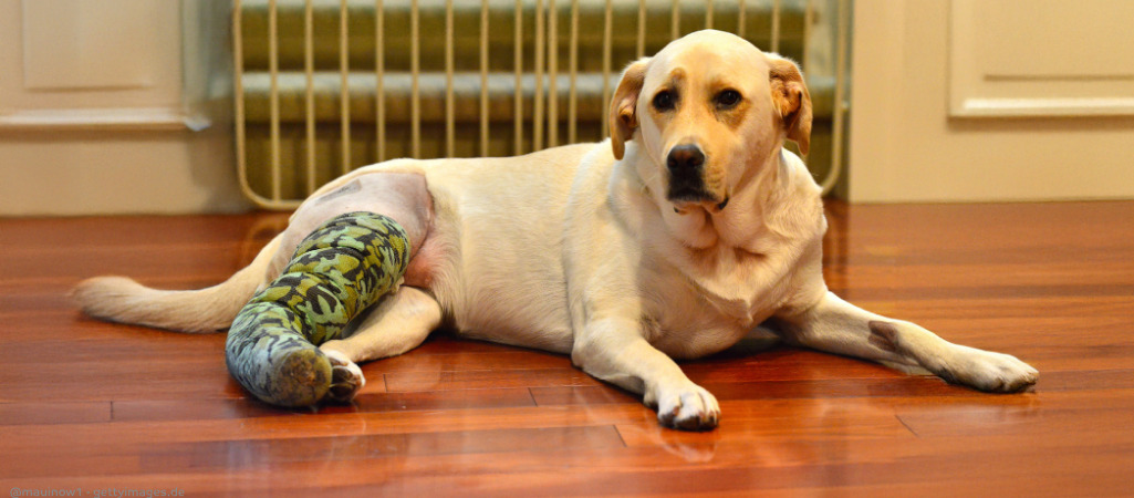 Ein Hund mit Kreuzbandriss liegt auf dem Boden. Sein Bein ist rasiert und er trägt eine Bandage
