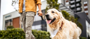 Assistenzhund an der Leine