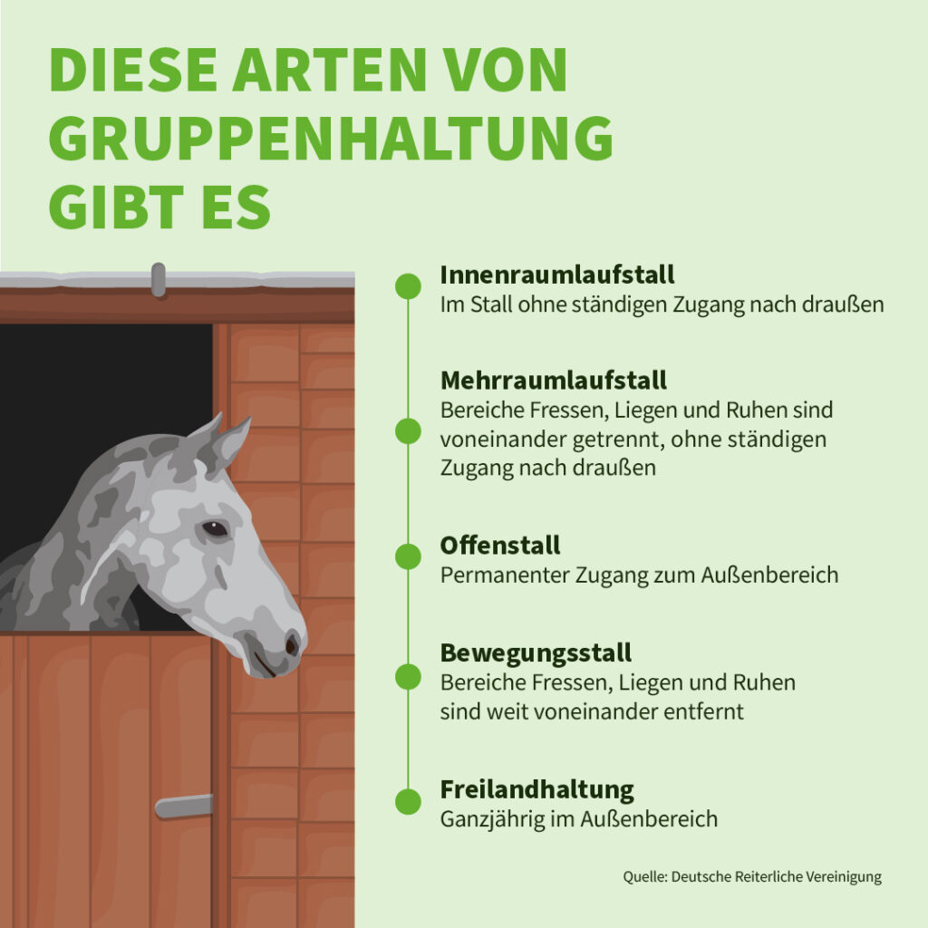 Infografik der Uelzener Versicherungen: Diese Arten von Gruppenhaltung gibt es.