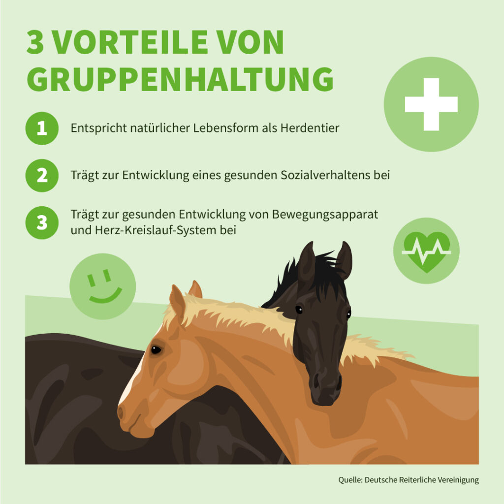 Infografik der Uelzener Versicherungen: Drei Vorteile von Gruppenhaltungen.