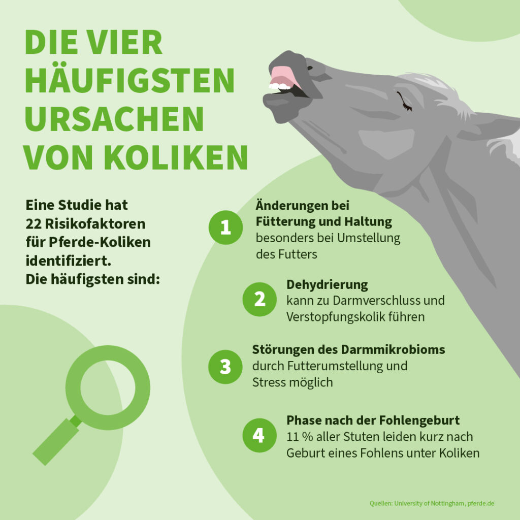 Infografik der Uelzener Versicherungen: Die vier häufigsten Ursachen von Koliken beim Pferd.