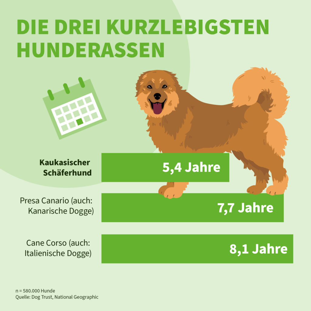 Infografik der Uelzener Versicherungen: Die drei kurzlebigsten Hunderassen.