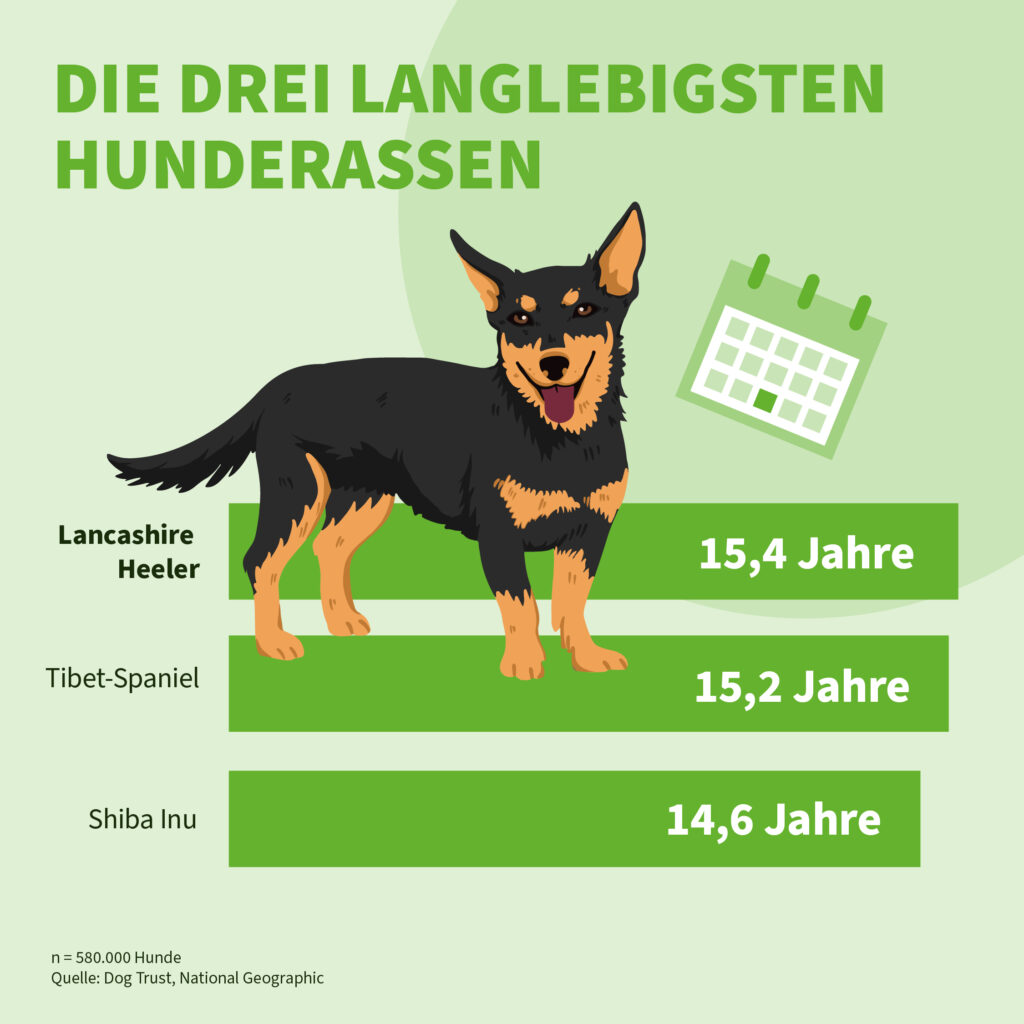 Infografik der Uelzener Versicherungen: Die drei langlebigsten Hunderassen.