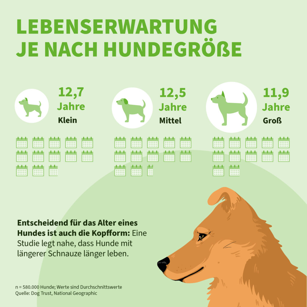 Infografik der Uelzener Versicherungen: Lebenserwartung je nach Hundegrößre.