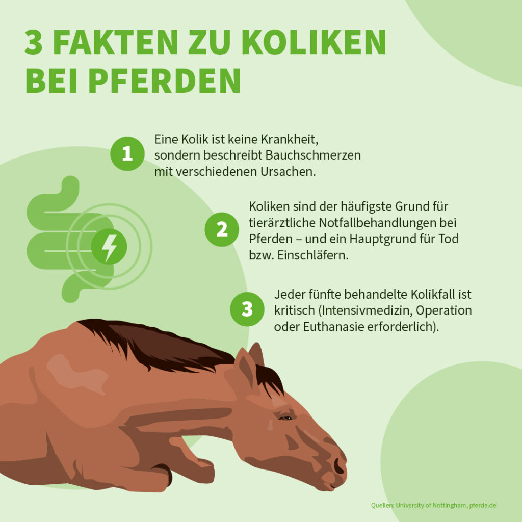 Infografik der Uelzener Versicherungen: 3 Fakten zu Koliken beim Pferd.