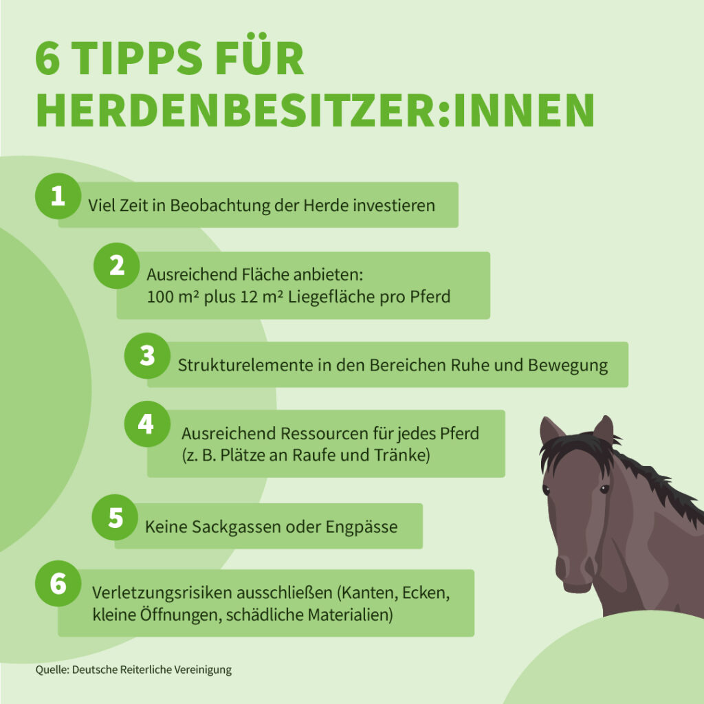 Infografik der Uelzener Versicherungen: Sechs Tipps für Pferdebesitzer:innen.