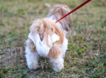 Hund hat eine Windel an.