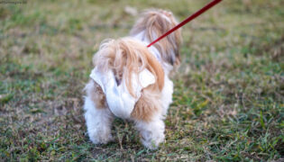 Hund hat eine Windel an.