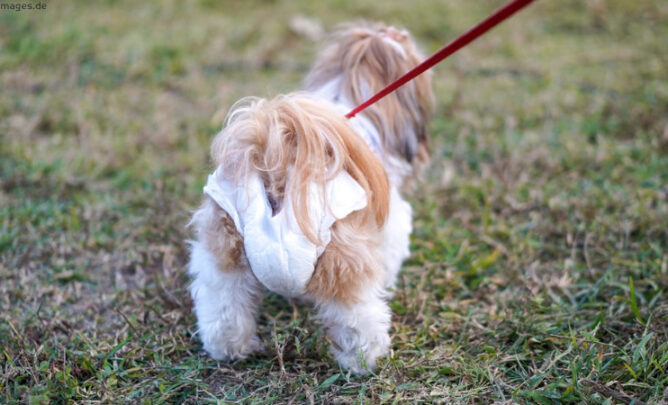 Hund hat eine Windel an.