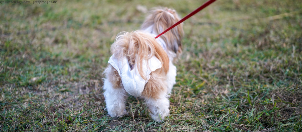 Hund hat eine Windel an.