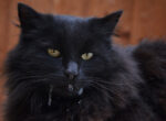Schwarze Katze sabbert.