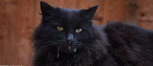 Schwarze Katze sabbert.