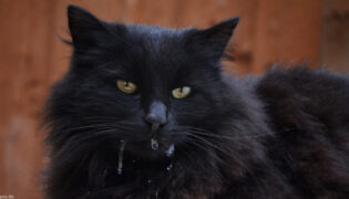 Schwarze Katze sabbert.
