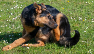 Hund kratzt sich.