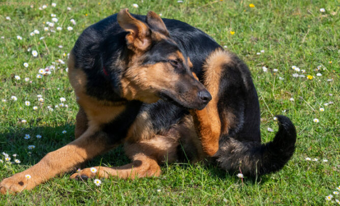 Hund kratzt sich.