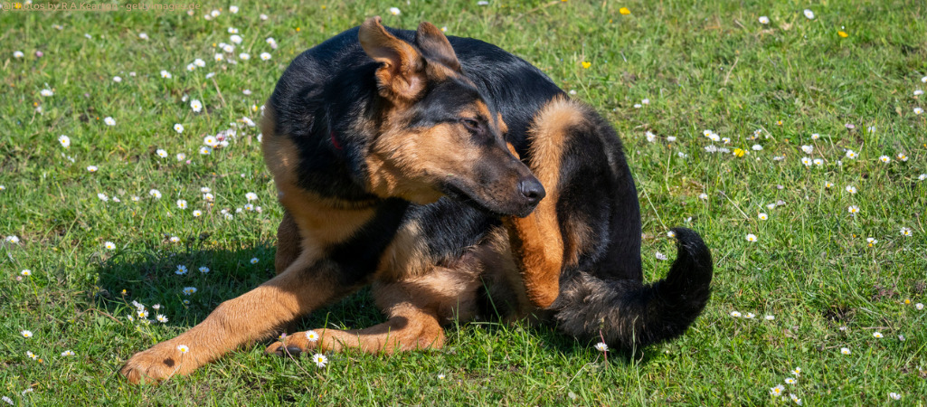 Hund kratzt sich.
