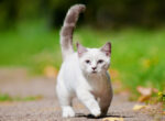 Weiße Munchkin-Katze auf einem Spazierweg.