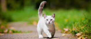 Weiße Munchkin-Katze auf einem Spazierweg.