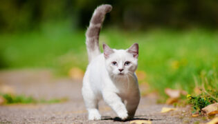 Weiße Munchkin-Katze auf einem Spazierweg.