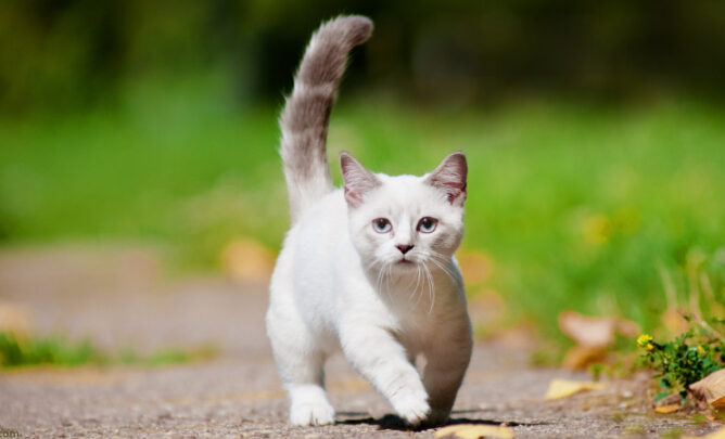 Weiße Munchkin-Katze auf einem Spazierweg.