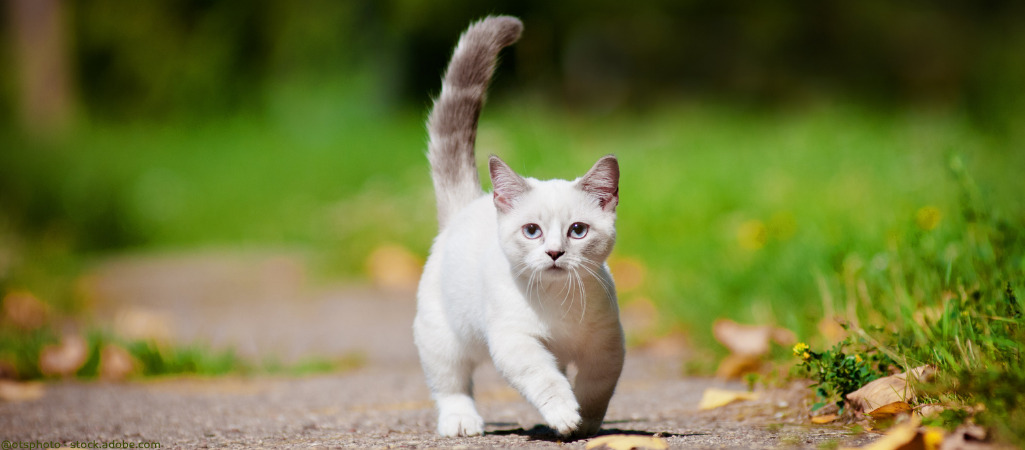 Weiße Munchkin-Katze auf einem Spazierweg.