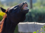 Pferd flehmt.