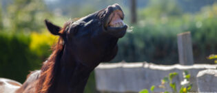 Pferd flehmt.