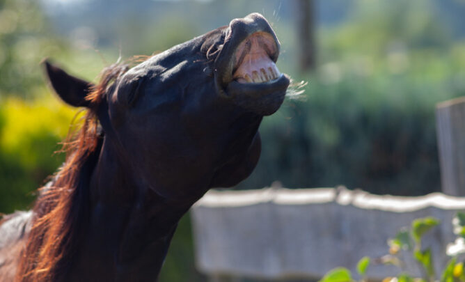 Pferd flehmt.