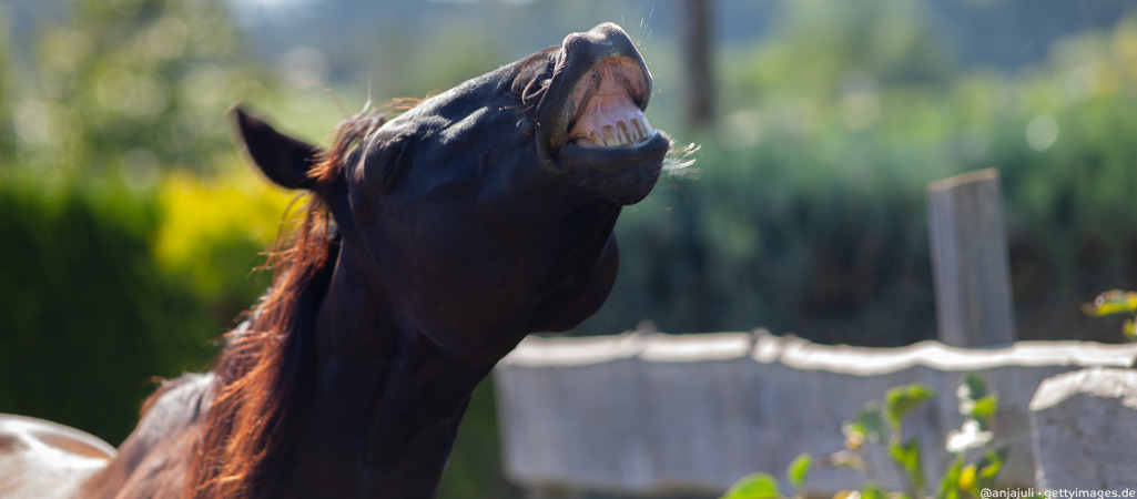 Pferd flehmt.