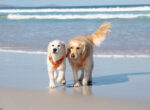 Zwei Hunde in der Sonne am Strand.