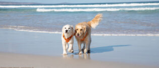 Zwei Hunde in der Sonne am Strand.