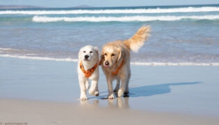 Zwei Hunde in der Sonne am Strand.