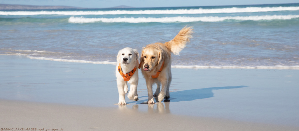 Zwei Hunde in der Sonne am Strand.