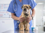 Hund wird beim Arzt auf Hepatitis untersucht.