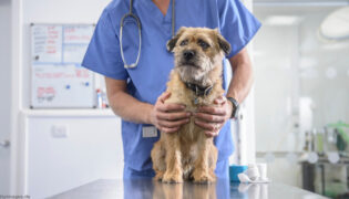 Hund wird beim Arzt auf Hepatitis untersucht.